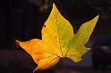 CLC2008-10-19_43