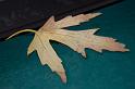 CLC2008-11-06_26