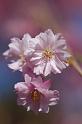 CLC2009-04-18_36