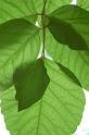 CLC2009-05-30_36